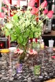 Lelu Coffee Lounge - Sarasota nightlife photo 51 of 72
