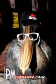 Beach Club - Sarasota nightlife photo 109 of 137